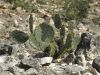 1236528_cactus.jpg