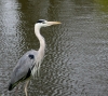 heron-1444867-s.jpg